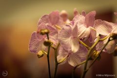 20250424-untitled-43-of-104